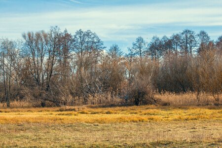Yellow grass dry