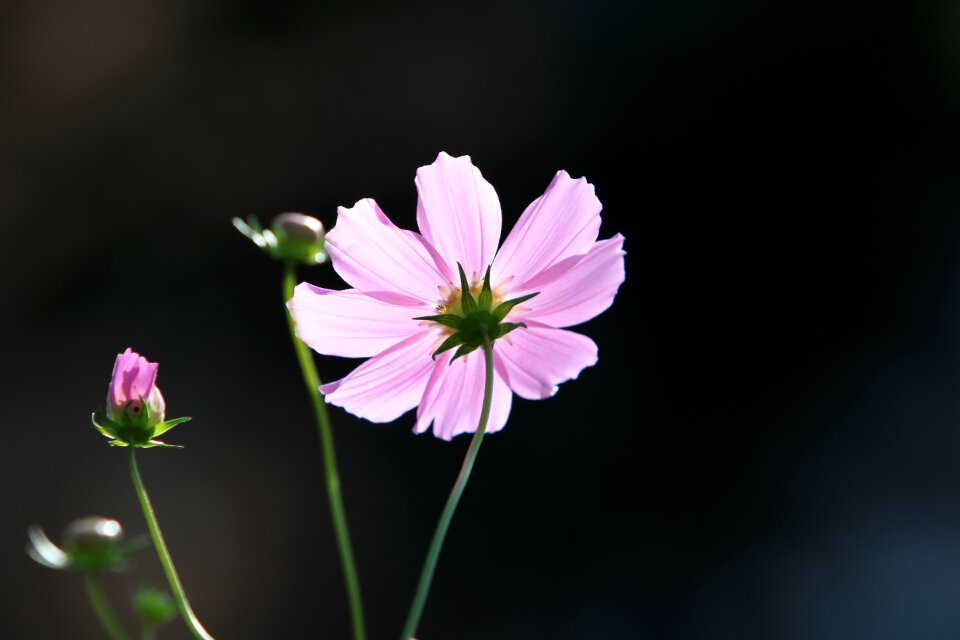 Nature plants pink