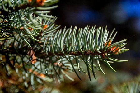 Green pine blue spruce