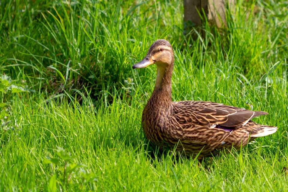Animal bird duck