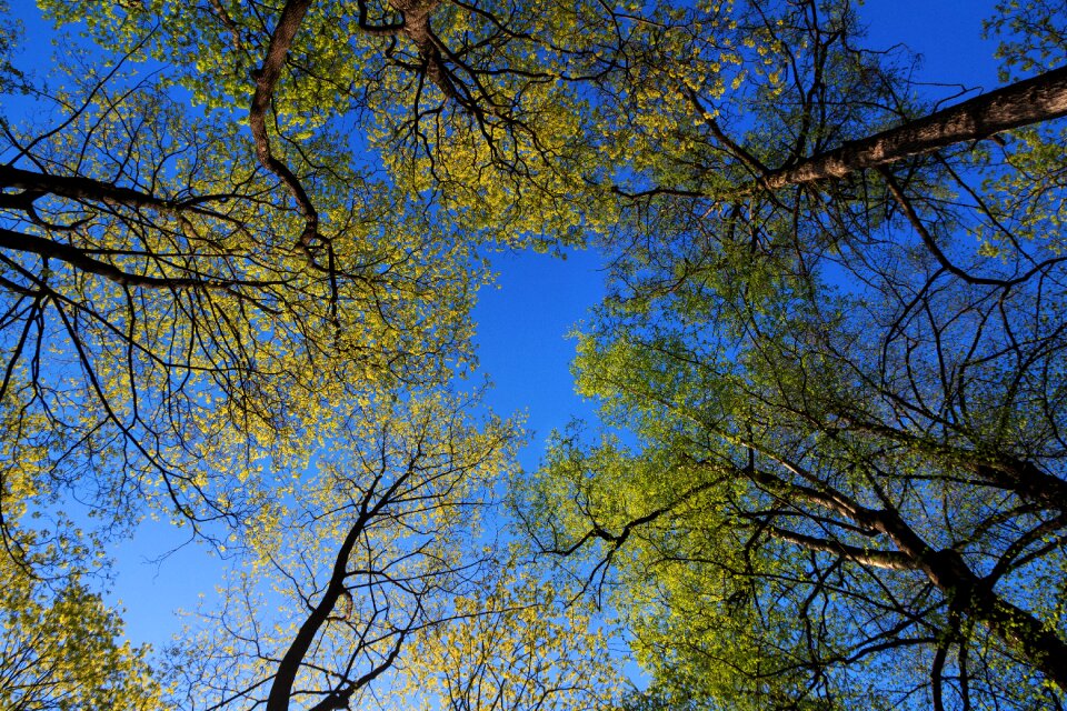Tree forest greens