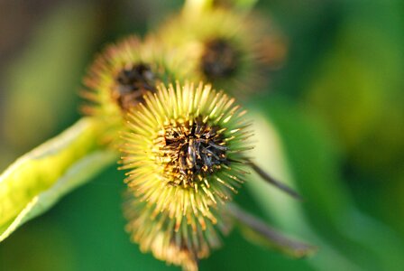Plant flora botany