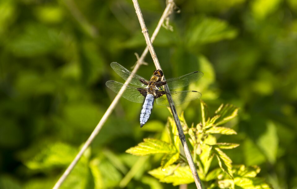 Diptera dragonfly sitting