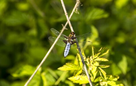 Diptera dragonfly sitting