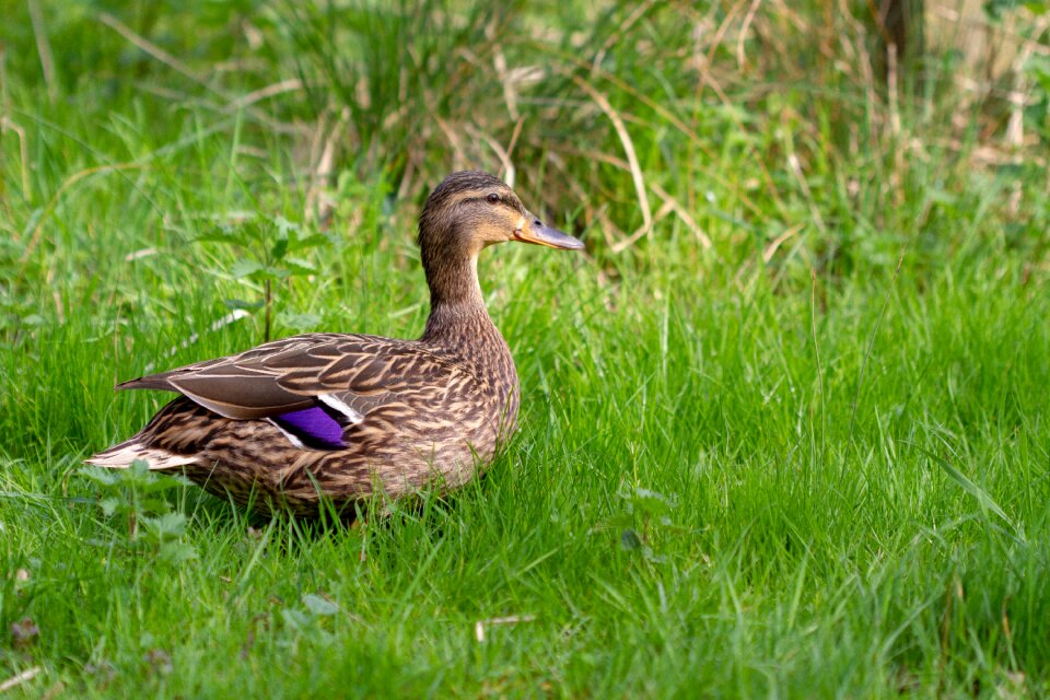 Wildlife outdoors duck