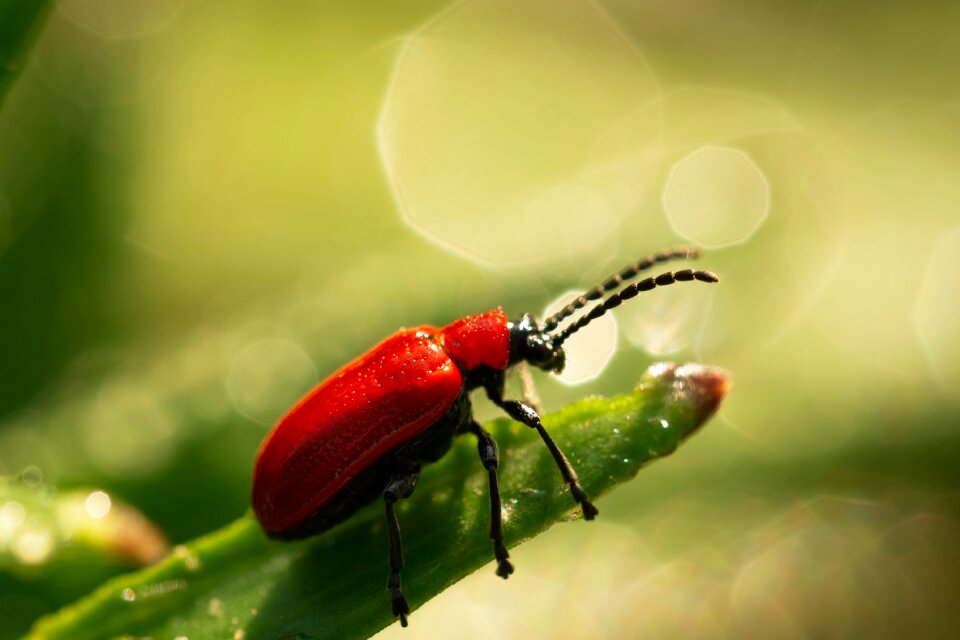 Beetle closeup nature