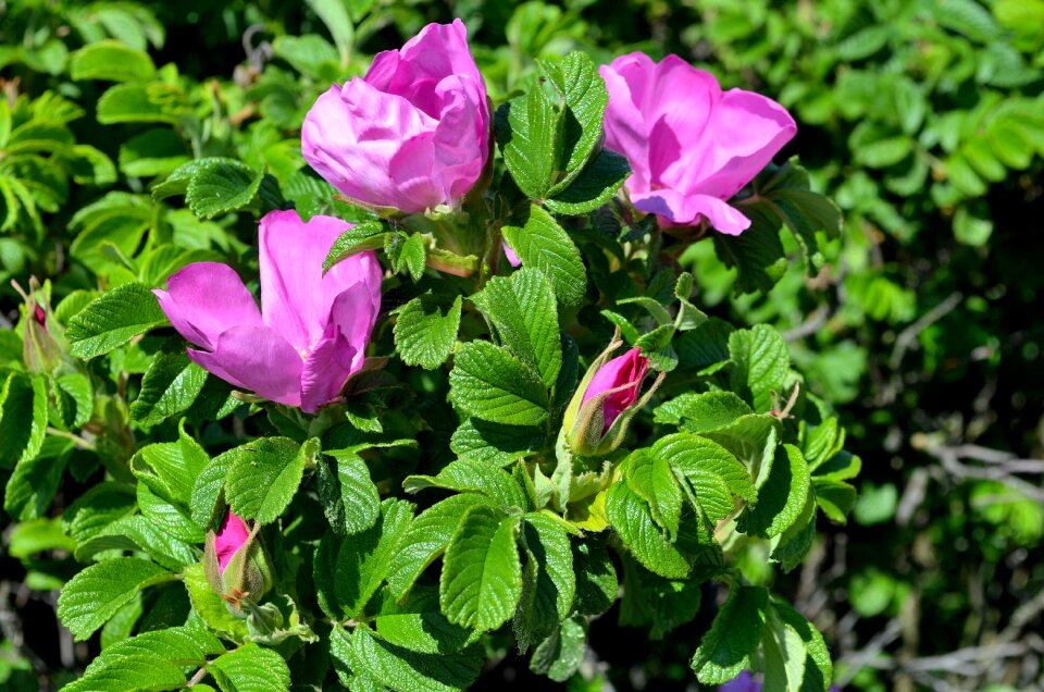 Bush nature garden