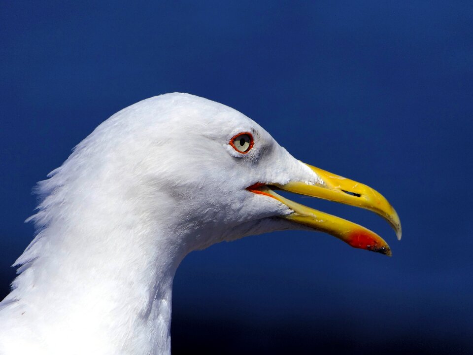 Close up yellow beak bird