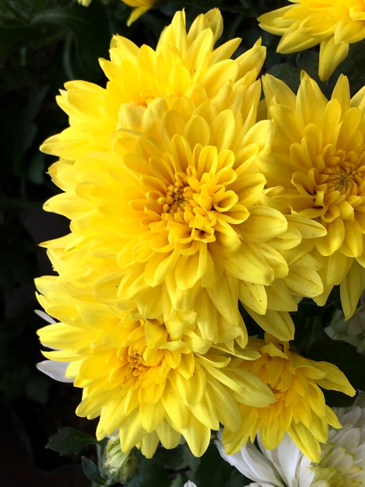 Flower yellow petals