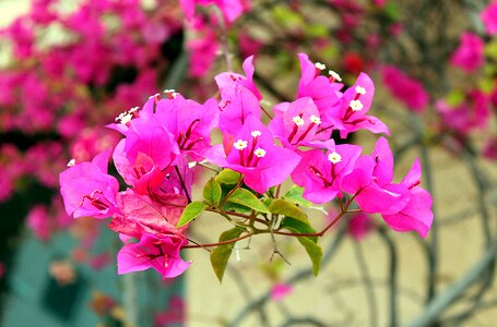 Necessitie plants of turkey curly shrubs