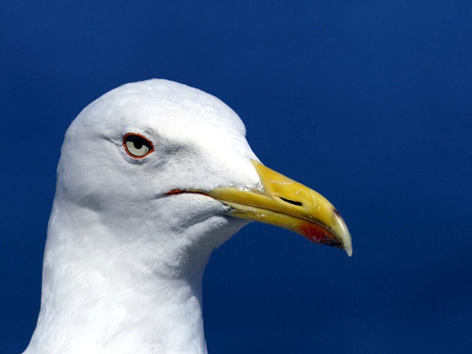 Close up yellow beak bird