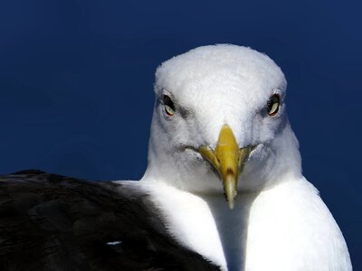 Portrait close up eyes photo