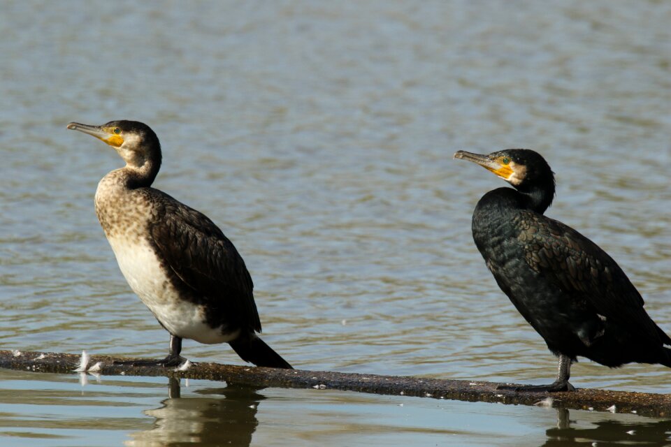 White-breasted waterbird wildlife
