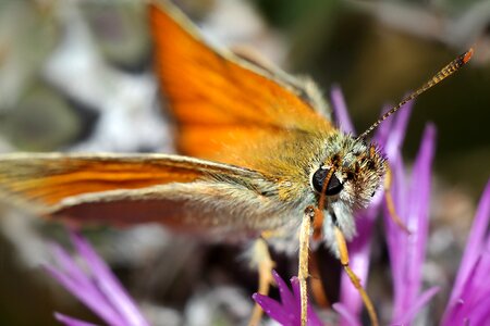 Butterfly day macro nature