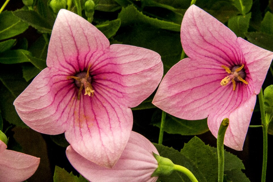 Garden nature plant