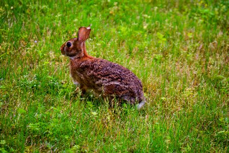 Hare bunny ears