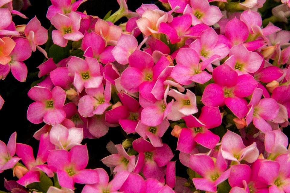 Nature plant petal