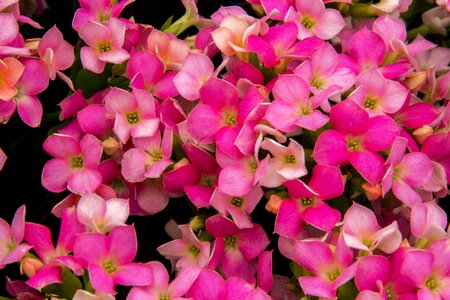 Nature plant petal photo