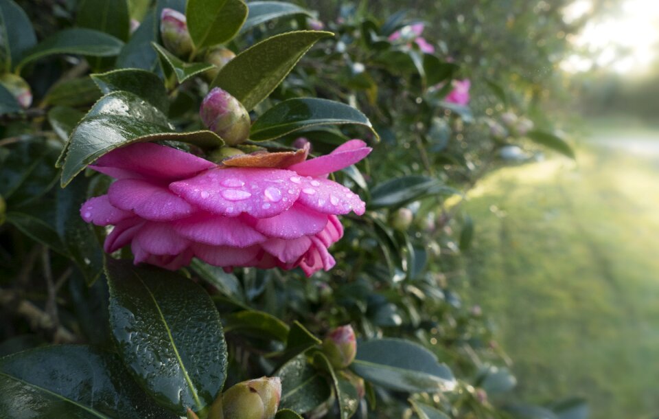 Garden morning background
