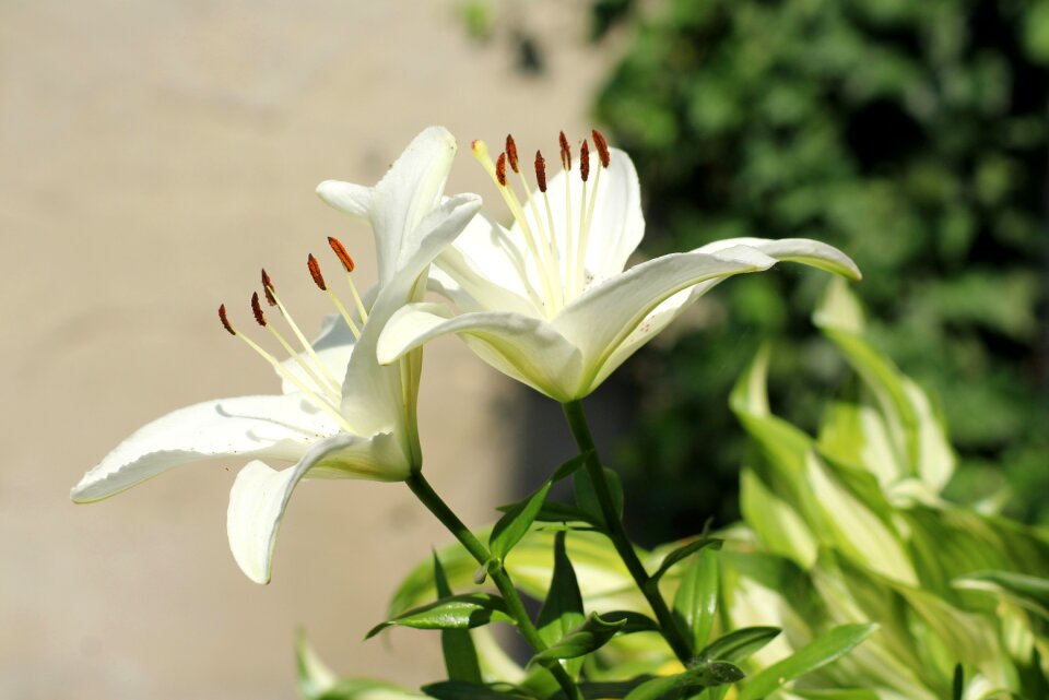 Lily's flourishing ornamental plants nature