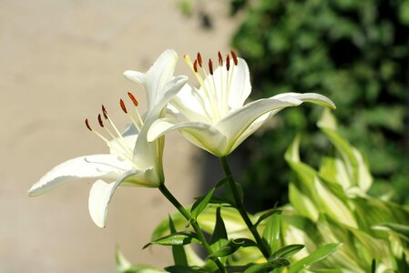 Lily's flourishing ornamental plants nature photo