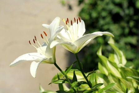 Lily's flourishing ornamental plants nature