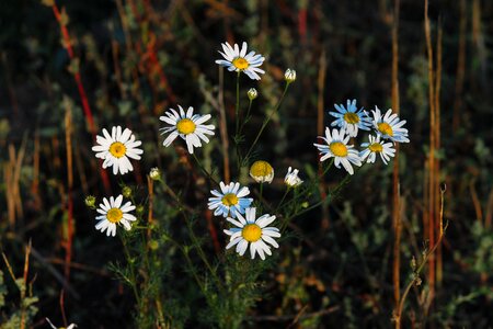 White anthemis plant