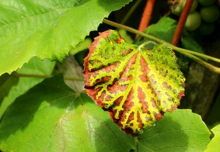 Season foliage nature