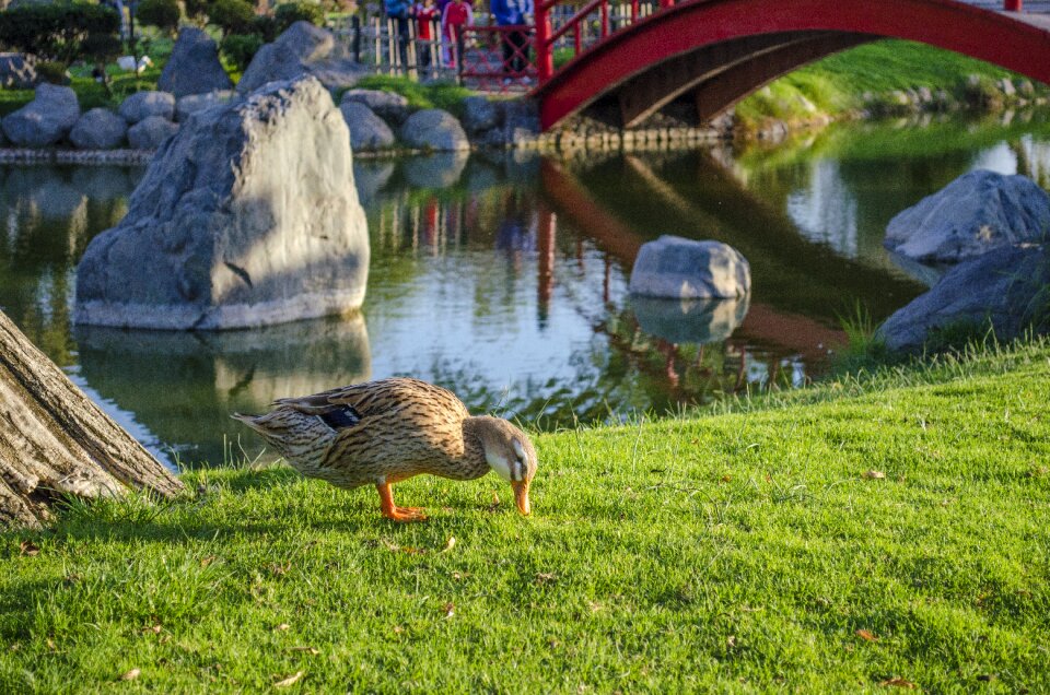 Body of water park birds