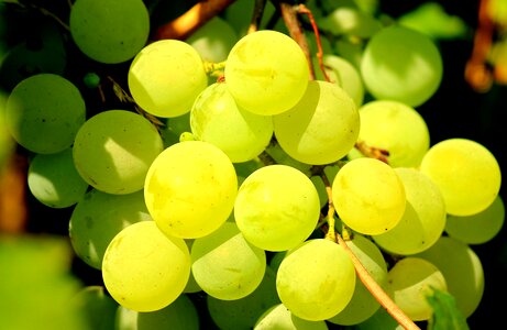 Healthy food green
