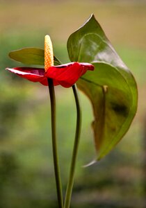 Flower red anthurium