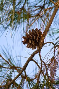 Cone brown spring tree