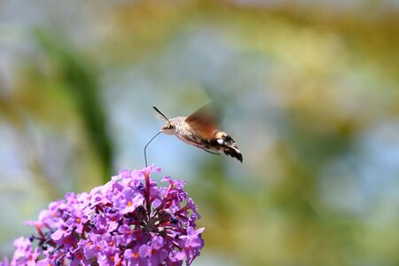 Flying proboscis nectar photo