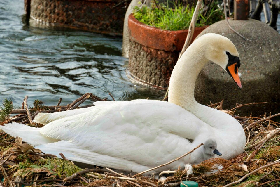 Lake animal birds