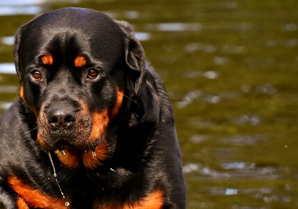 Dog peaceful pet photo