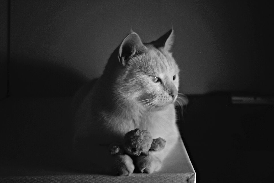 Animal kitten white