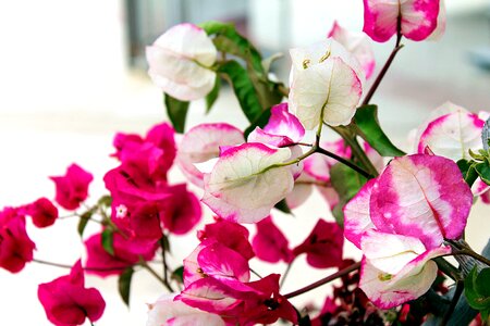 Necessitie plants of turkey curly shrubs