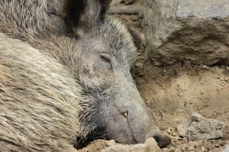 Wild boar mud sleeps photo