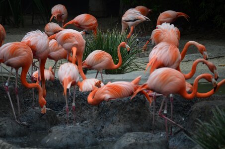 Zoo exotic pink
