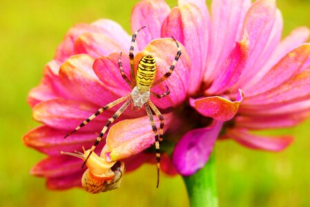 Flower animals nature