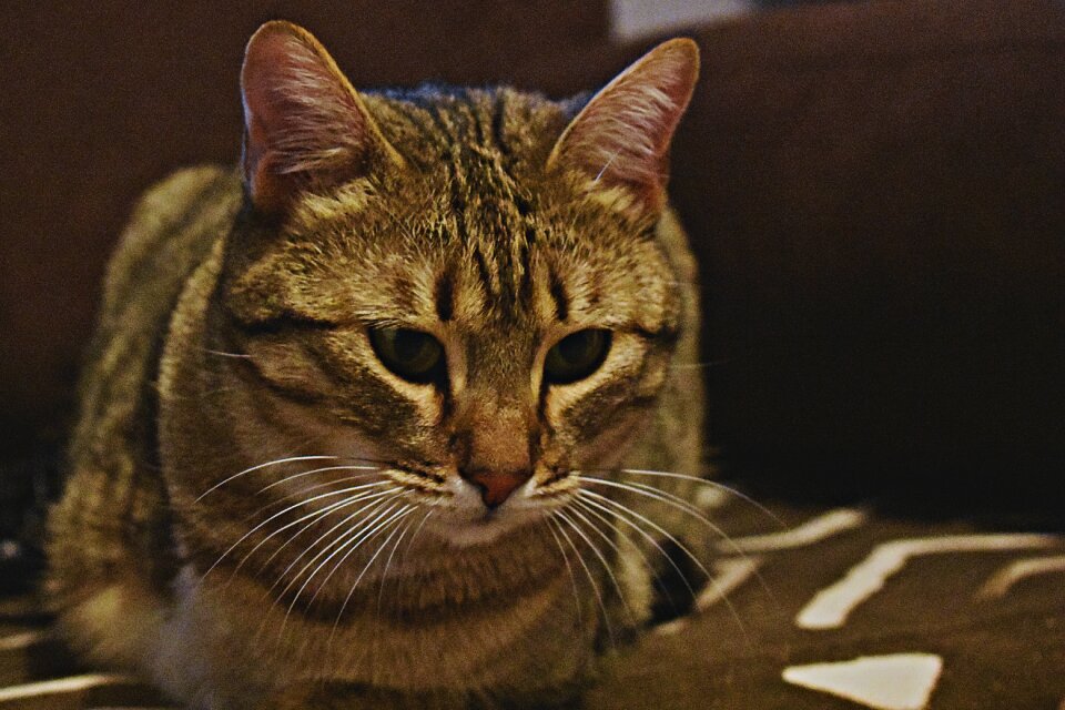 Whiskers paw animal