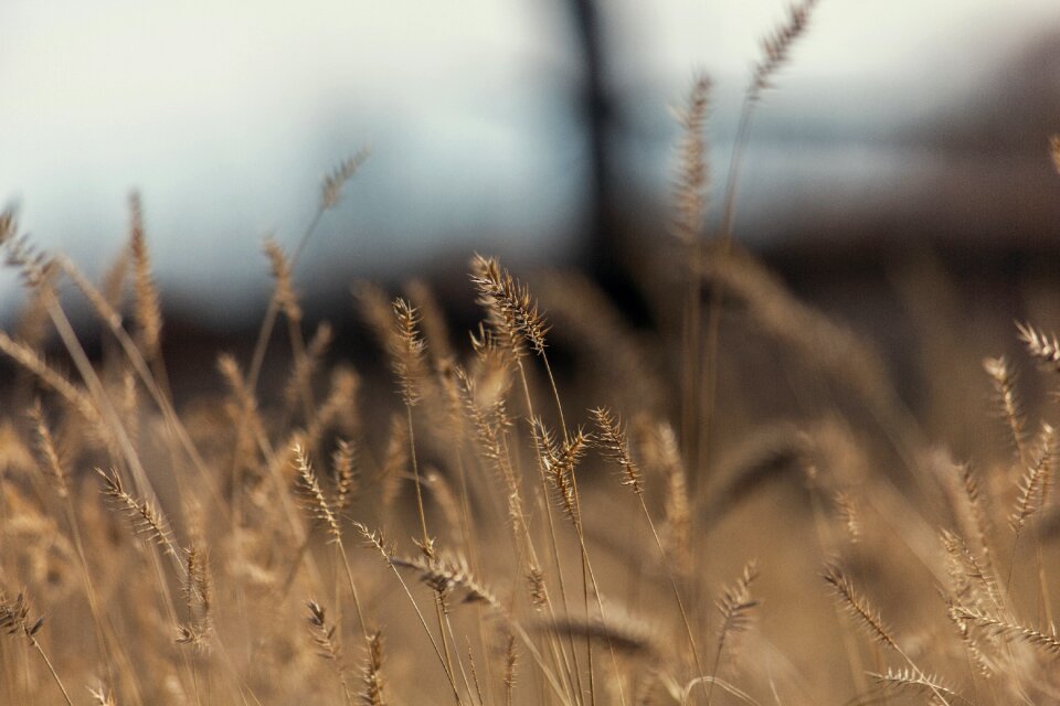 Yellow dry autumn