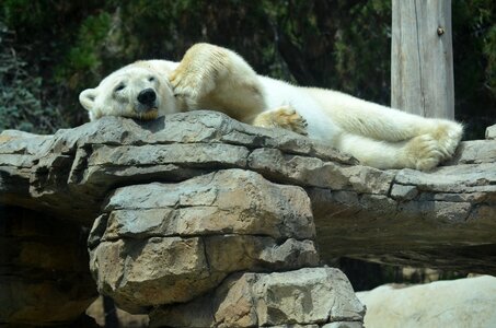 Mammal wildlife animal