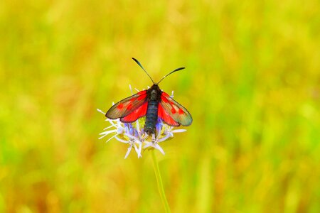 Flower animals nature