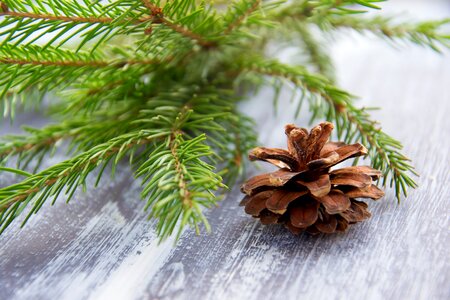 Background spruce branch needles photo