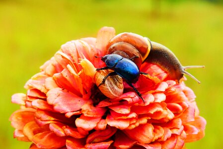 Molluscs snail flower