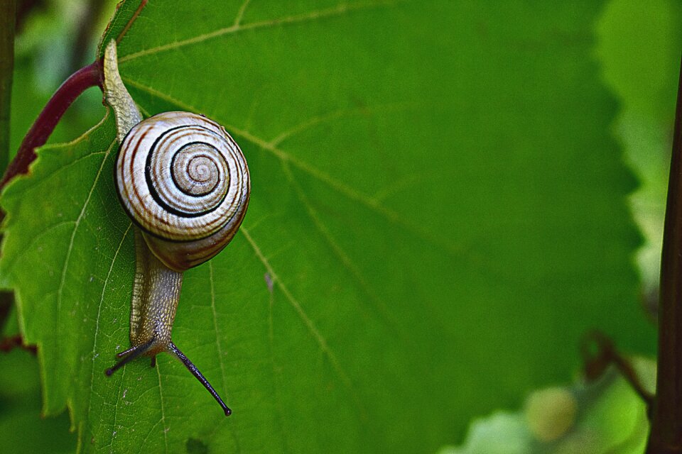Animal shell leaves