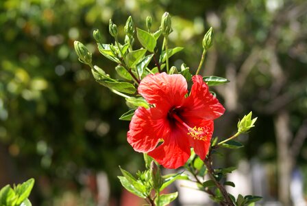 Red spring poppy photo