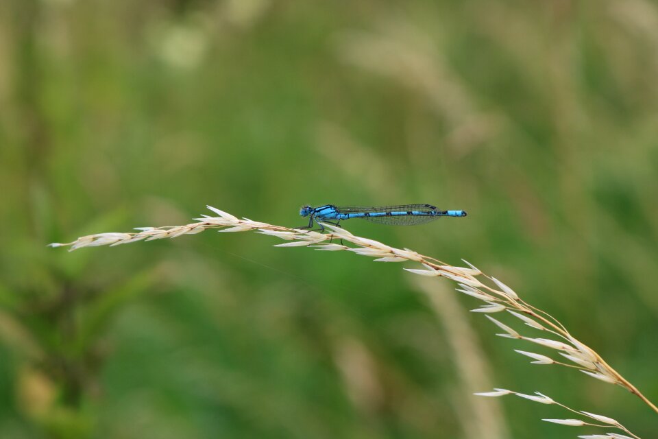 Dragonfly blue nature