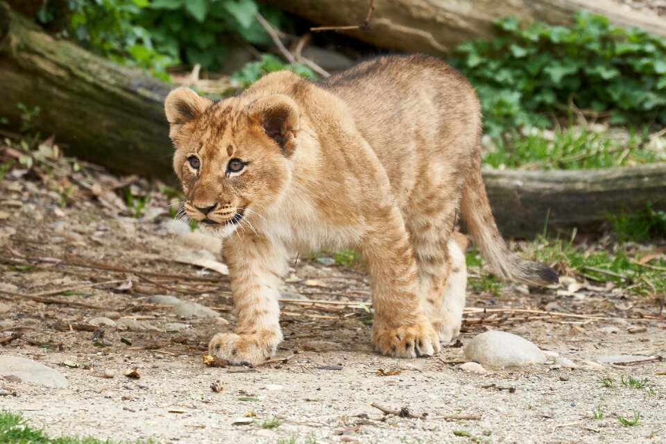 Run animal world animal